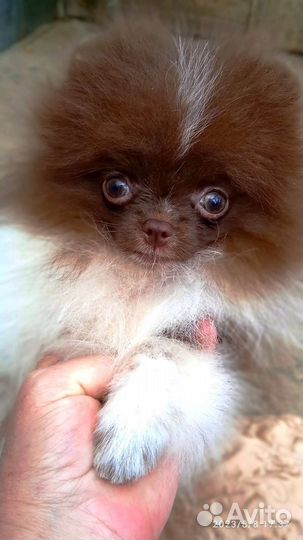 Померанский шпиц мини