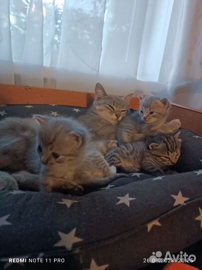 Кошка в дар бесплатно