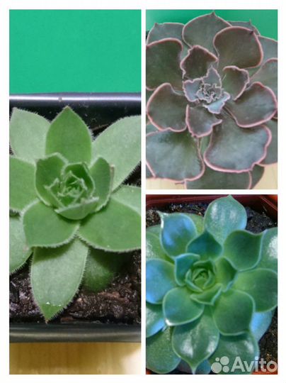 Суккуленты