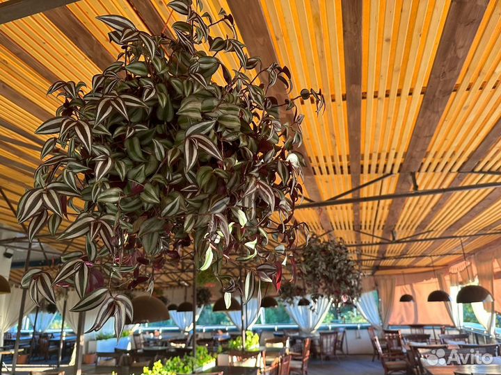 Традесканция зебрина