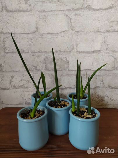 Сансевиерия Бакуларис (цилиндрическая)