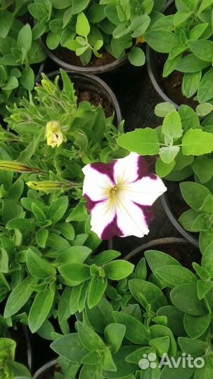 Цветы оптом и в розницу