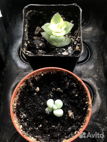 Суккуленты микс