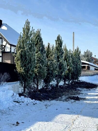 Сосна из питомника 6.45 М