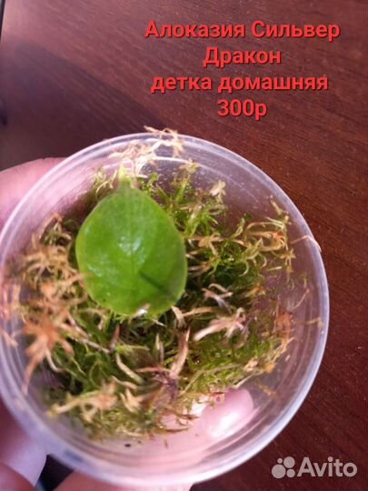 Комнатные растентя