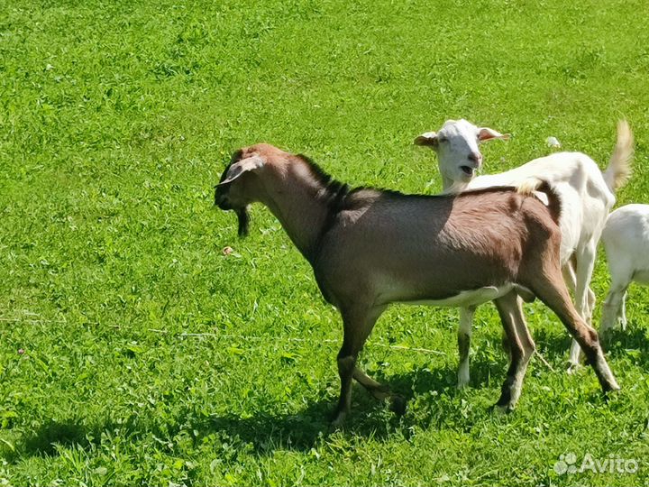 Нубийский козёл и заненские козы