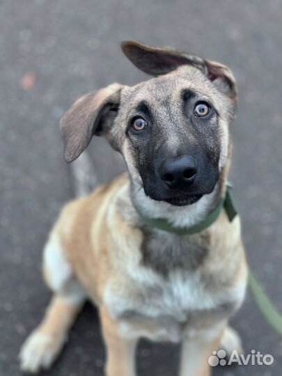 Щенка выкинули у приюта