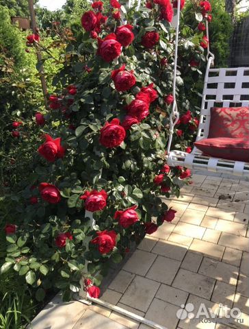 Роза плетистая Флорентина