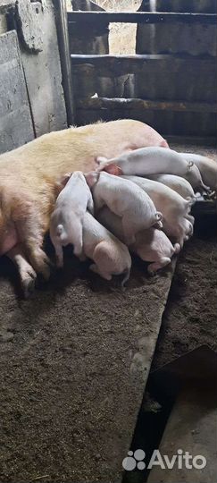 Поросята