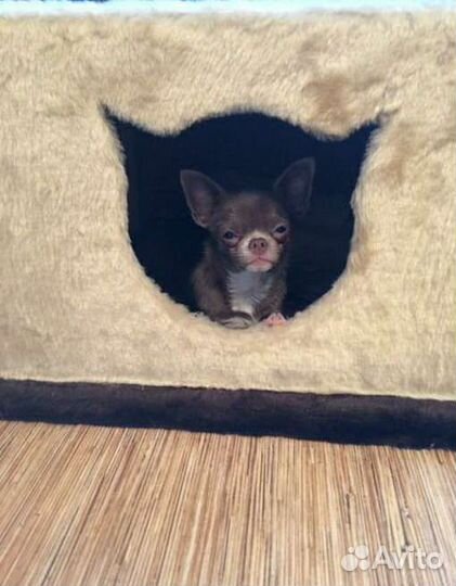 Игровой комплекс для кошек Фуаро с гамаками