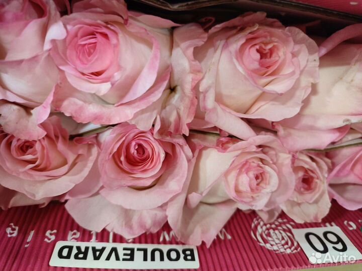 Цветы роза Эквадор опт