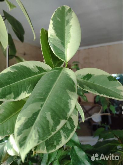 Фикус эластика тинеке