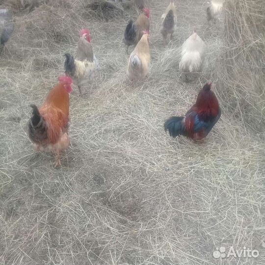 Продам домашних петухов, 1 год