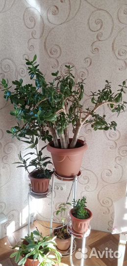 Толстянка, крассула, денежное дерево. Большое
