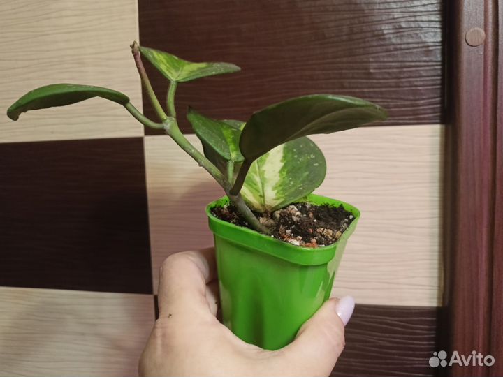 Хойя