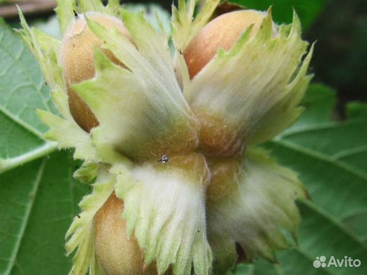 Саженцы фундук, маньчжурский орех, грецкий орех