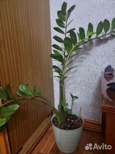 Замиокулькас