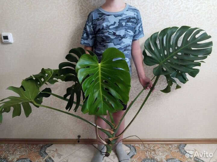 Комнатные цветы. Монстера. обновление 6.08