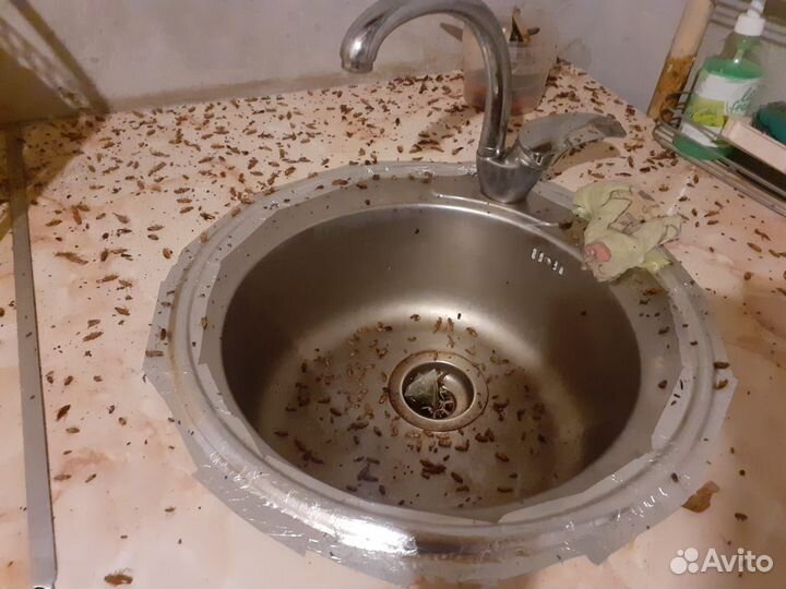 Дезинсекция травить тараканов