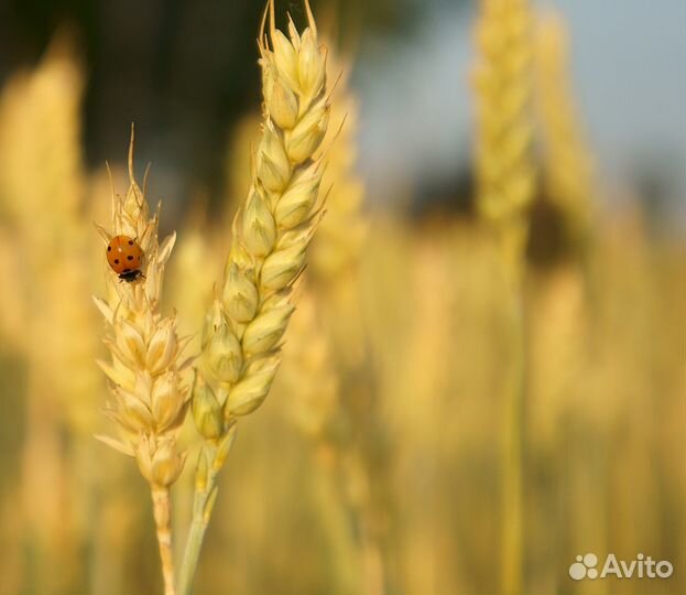 Гречиха фураж