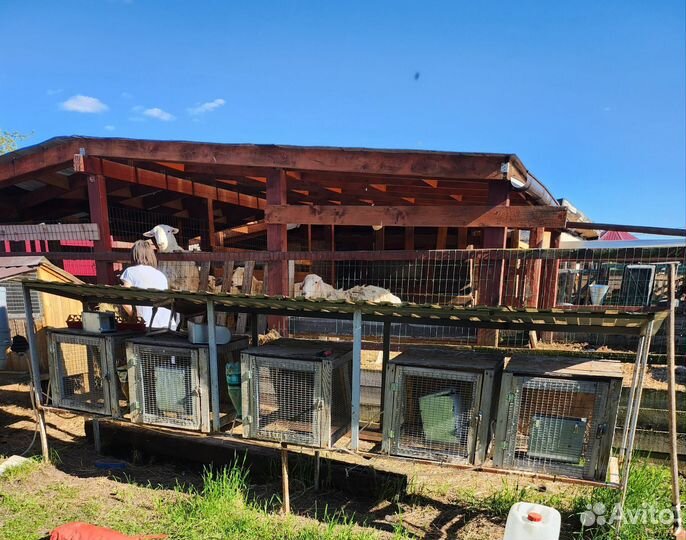 Клетки для кроликов