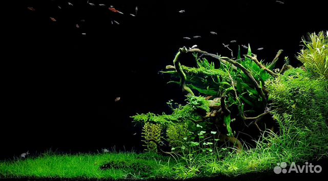 Оформление аквариума