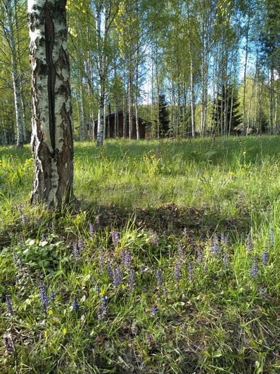 Участок 15 сот. (СНТ, ДНП)