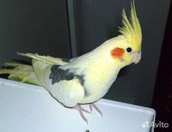 Попугай карелла