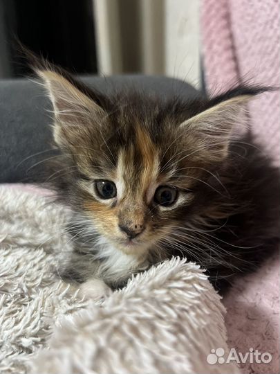 Продам котят