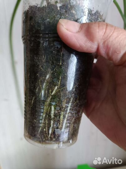 Зефирантес - выскочка