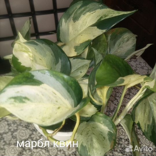 Филодендроны,Эпипремнумы,Сциндапсусы