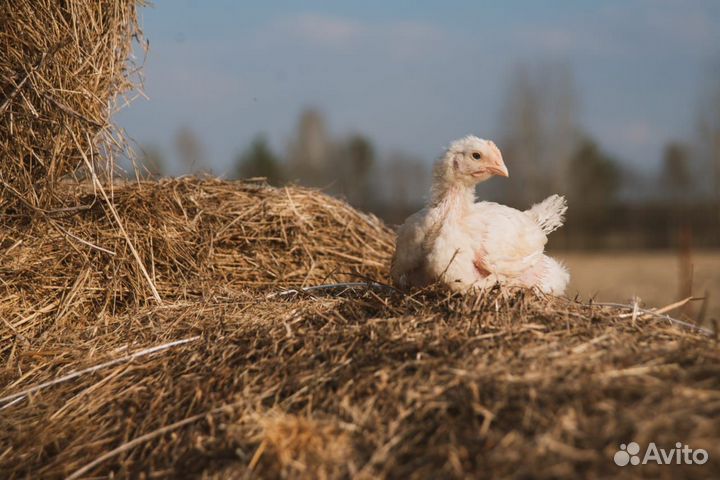 Подрощенный корнишон/цыплёнок табака