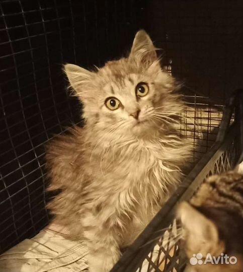 Пушистая кошечка 2 месяца