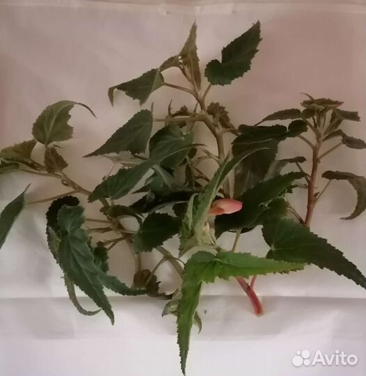 Беллекония роуз бегония ампельная