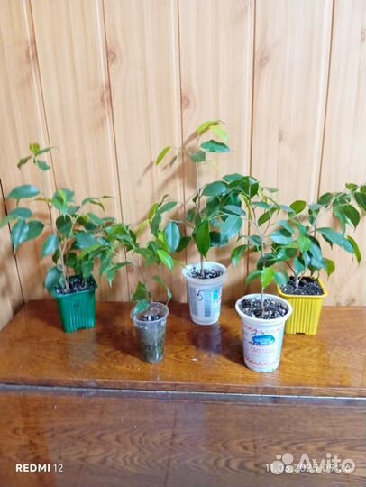 Комнатные цветы