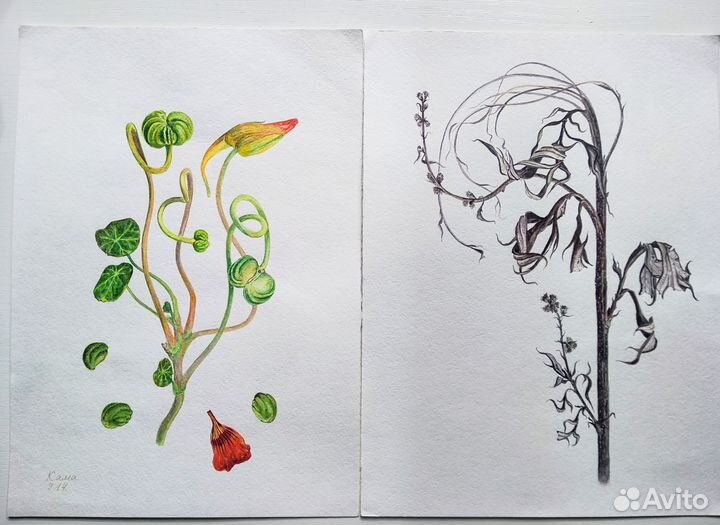 Акварельные картины