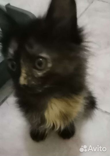 Соня ищет дом