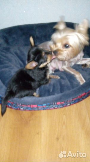 Йоркширский терьер щенки