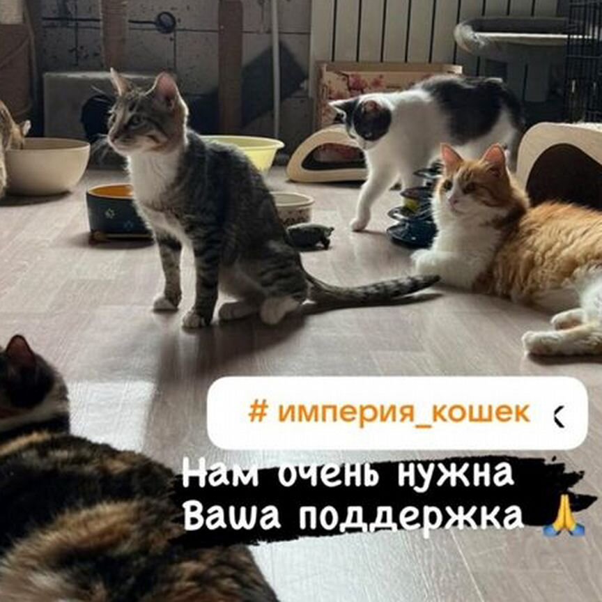 Кошки, котики, котята