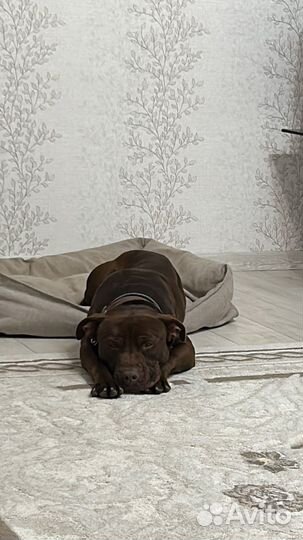 Питбуль вязка