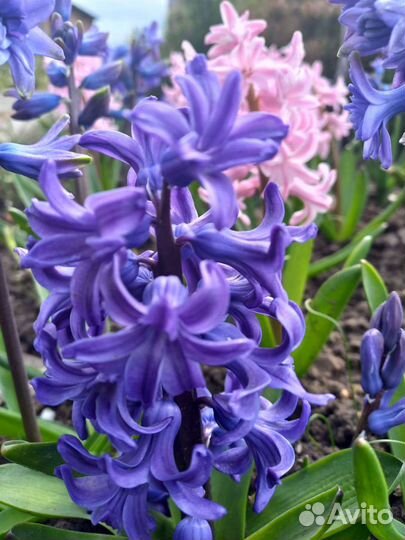 Луковицы гиацинтов