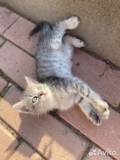 Котята даром в добрые руки