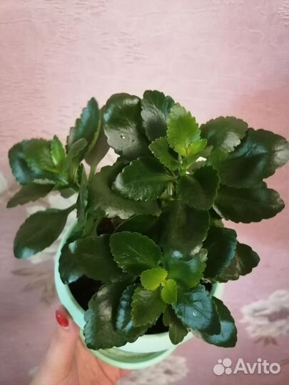 Комнатные цветы