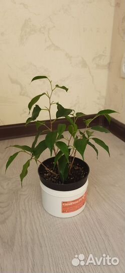 Фикус бенджамина