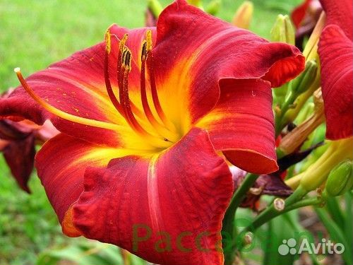 Петуния, пеларгония, лилейники