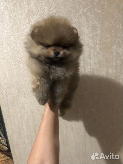 Шпицули для вас