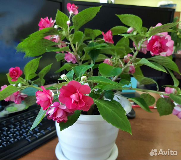 Бальзамин махровый Ванька мокрый