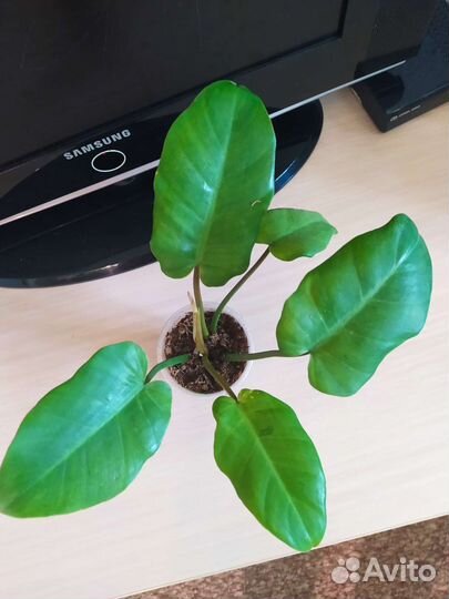 Филодендрон Джангл февер вар, сингониумы