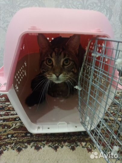 Переноска для животных. Клетка