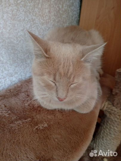 Домашние животные кошки